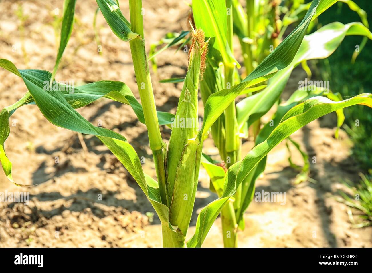 maize-plant-with-young-corn-cob-in-field-stock-photo-alamy