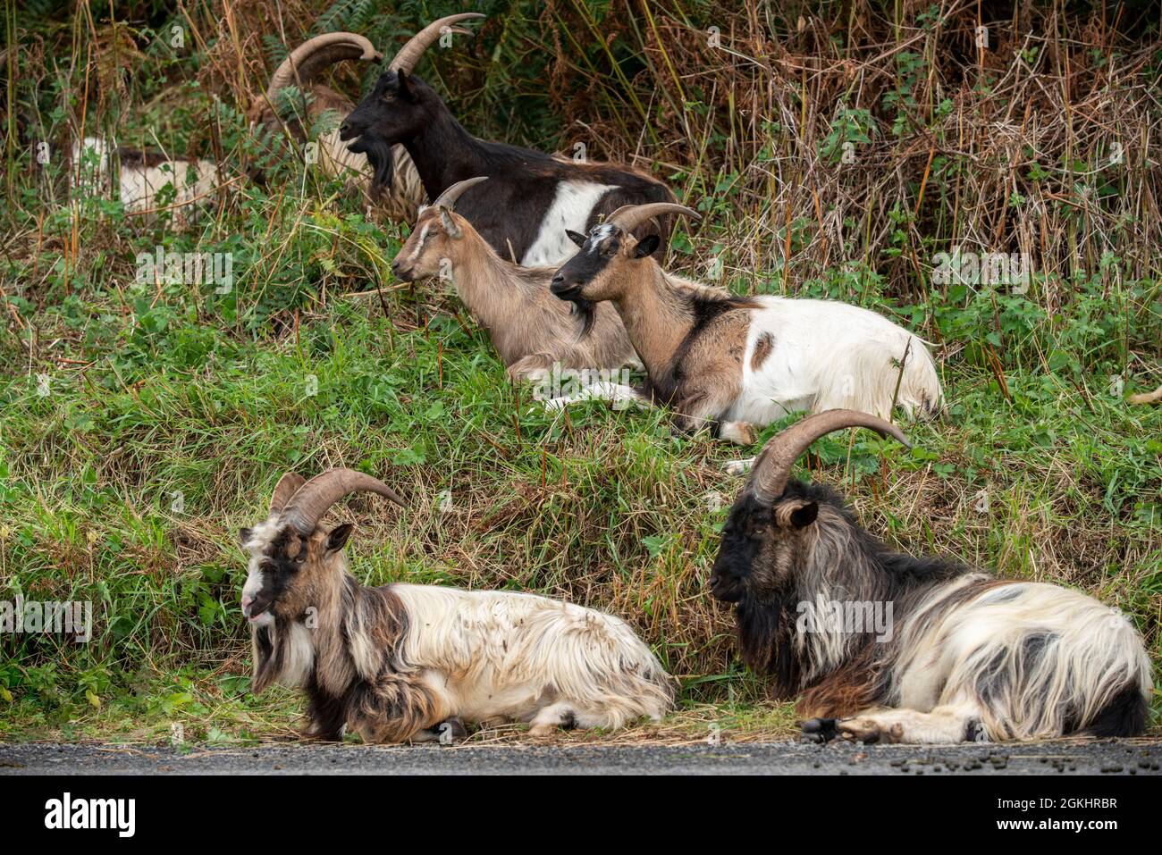 Baby goats pictures hi-res stock photography and images - Alamy