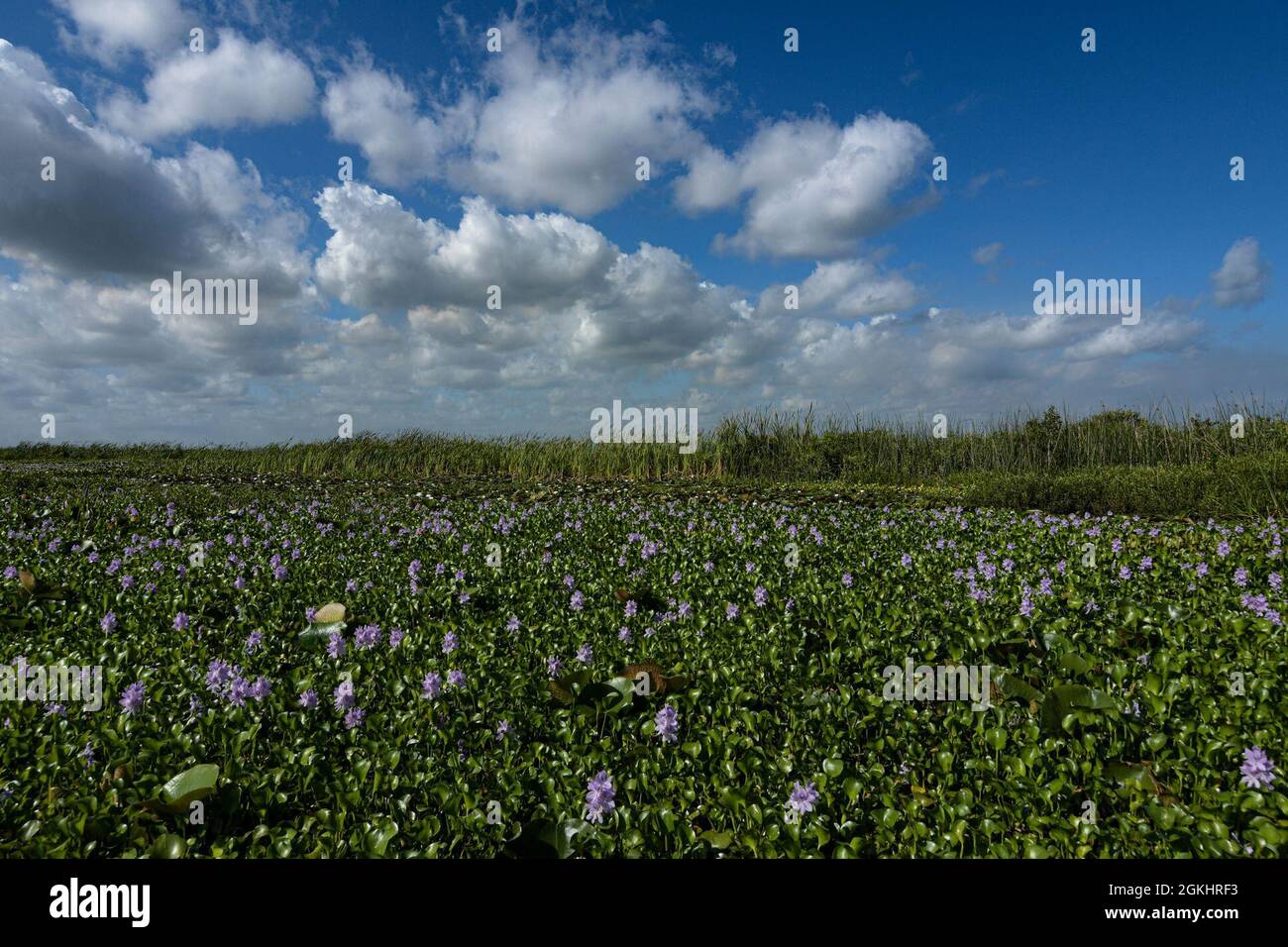 Non-native and the invasive water hyacinth outcompetes native aquatic plants on Lake Okeechobee, Fl. The water hyacinth is an aquatic invasive species that was introduced to the United States from South America over 100 years ago at the World’s Fair. It is a major detriment to flood risk management infrastructure. The Jacksonville District Invasive Species Management Branch utilizes Integrated Pest Management (IPM) to manage invasive species. IPM is the coordinated use of the most appropriate strategy to prevent or reduce unacceptable levels of invasive species and their damage by the most eco Stock Photo