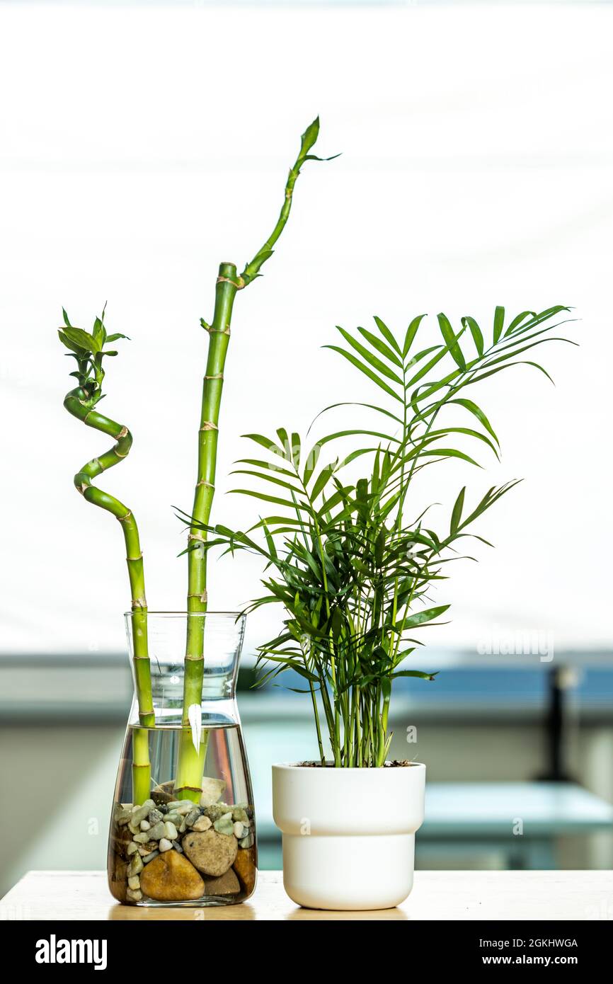 Lucky bamboo and elegant palm tree with white pot on wooden