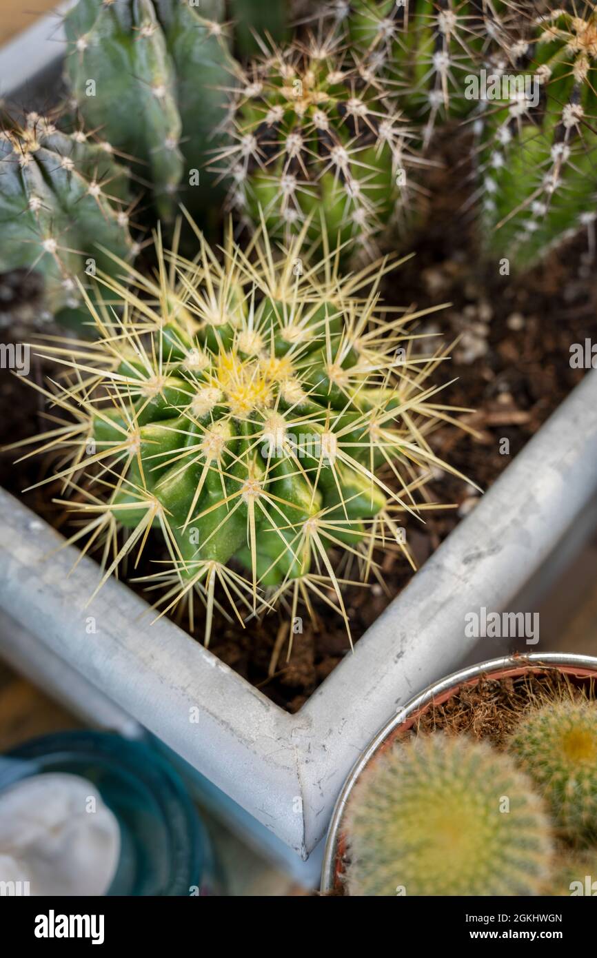 Galvanized metal pot full of various cacti all of them pointed and sharp Stock Photo