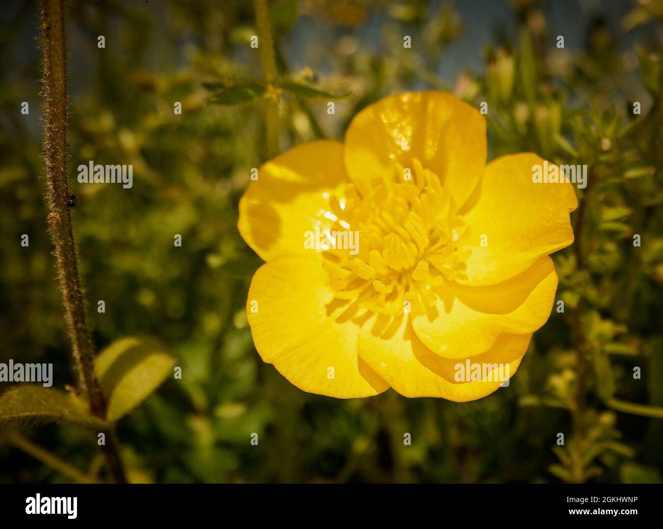 Usmc marine corps base quantico hires stock photography and images Alamy