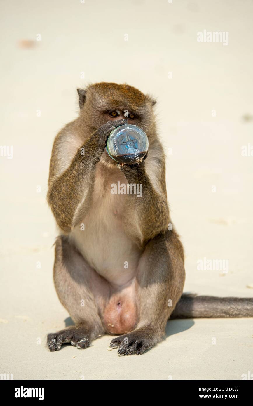 Monkey drinking liquid from a bottle given by a tourist on his beach Stock Photo