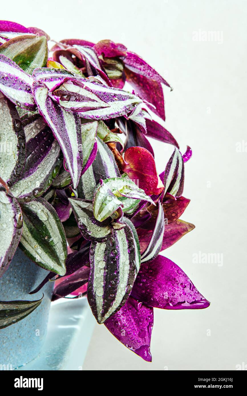 close up of hanging violet and green leaves tradescantia in blue pot Stock Photo