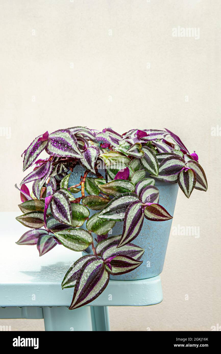 Blue pot with tradescantia zebrina of hanging green and violet leaves on the edge of a pale blue table after a summer storm Stock Photo