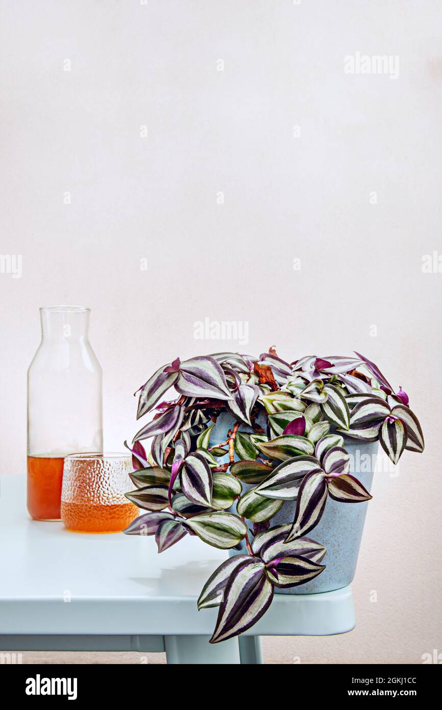 Blue pot with tradescantia zebrina with hanging leaves and bottle and tea cup on pale blue table Stock Photo