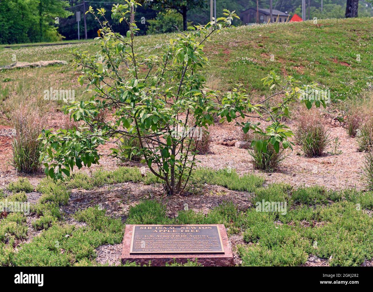 The apple tree located on the grounds of the U.S. Army Test