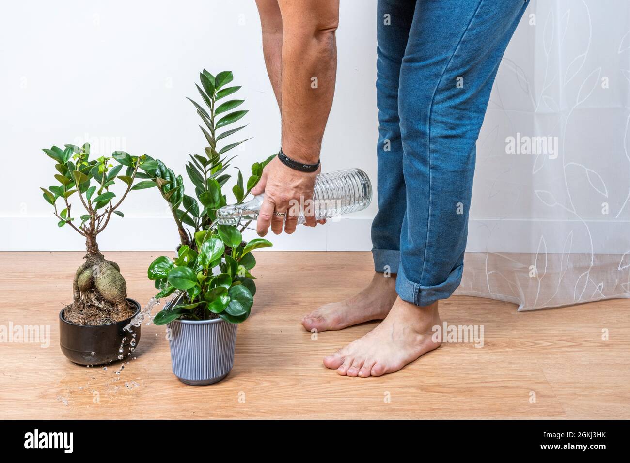 Man watering plants roughly with a glass bottle and wetting everything. Zamioculca, ginseng ficus Stock Photo