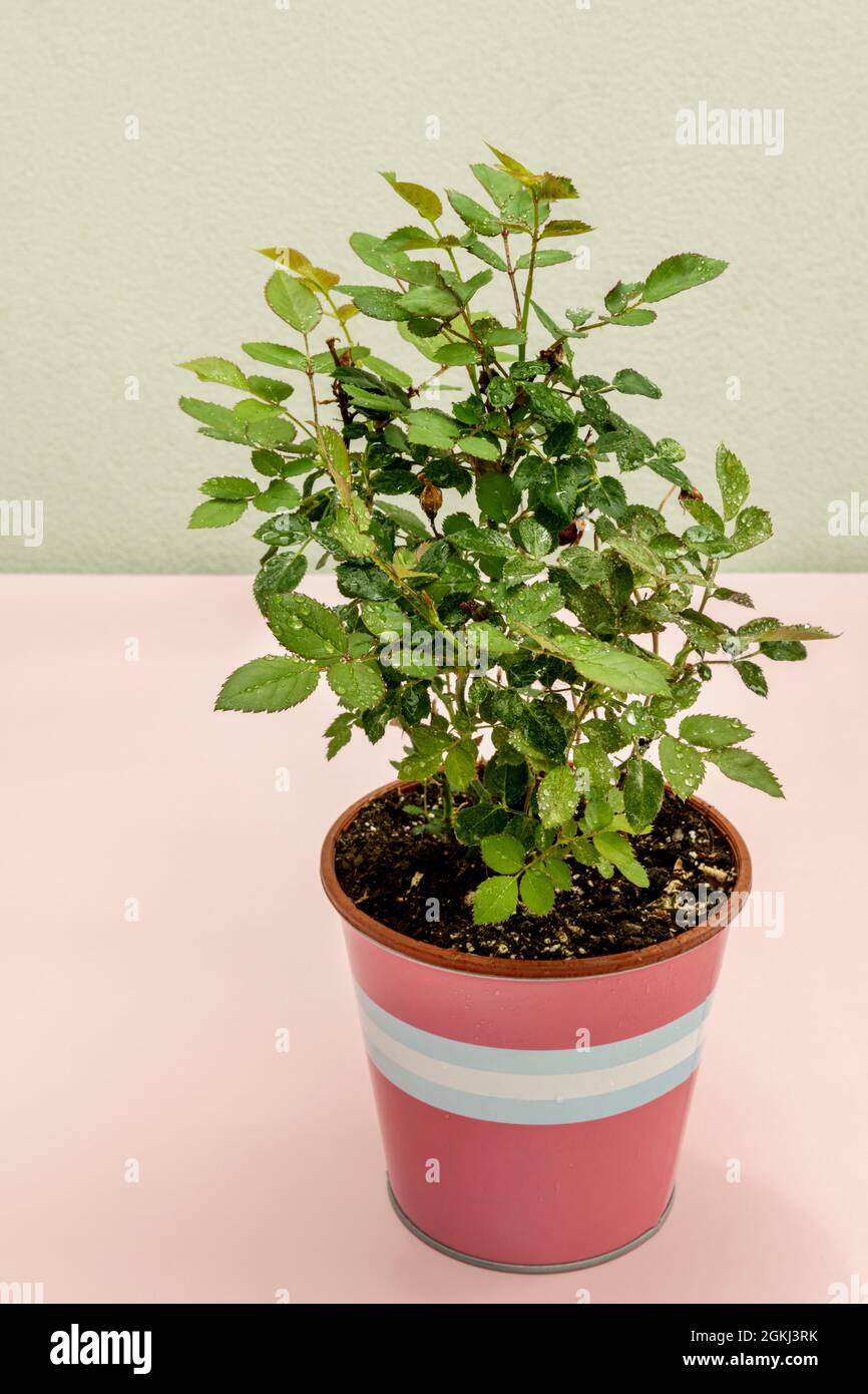 Dwarf rose hi-res stock photography and images - Alamy