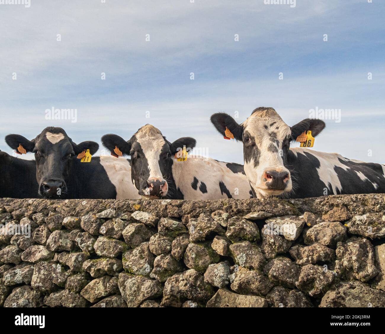 Trio of three black and white cows looking over a stone wall on Terceira  Island, Azores Stock Photo - Alamy