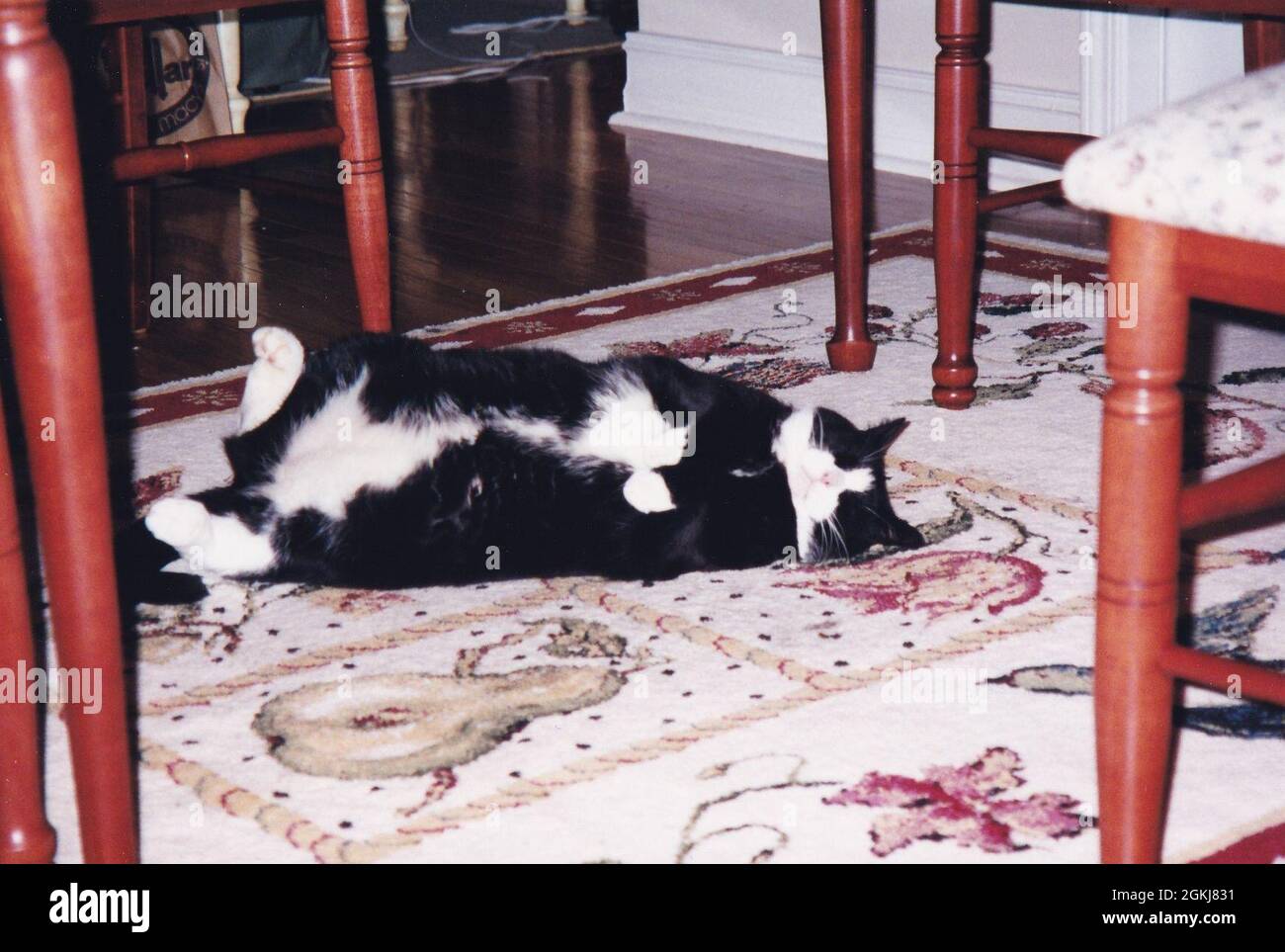 20 pound cat hires stock photography and images Alamy