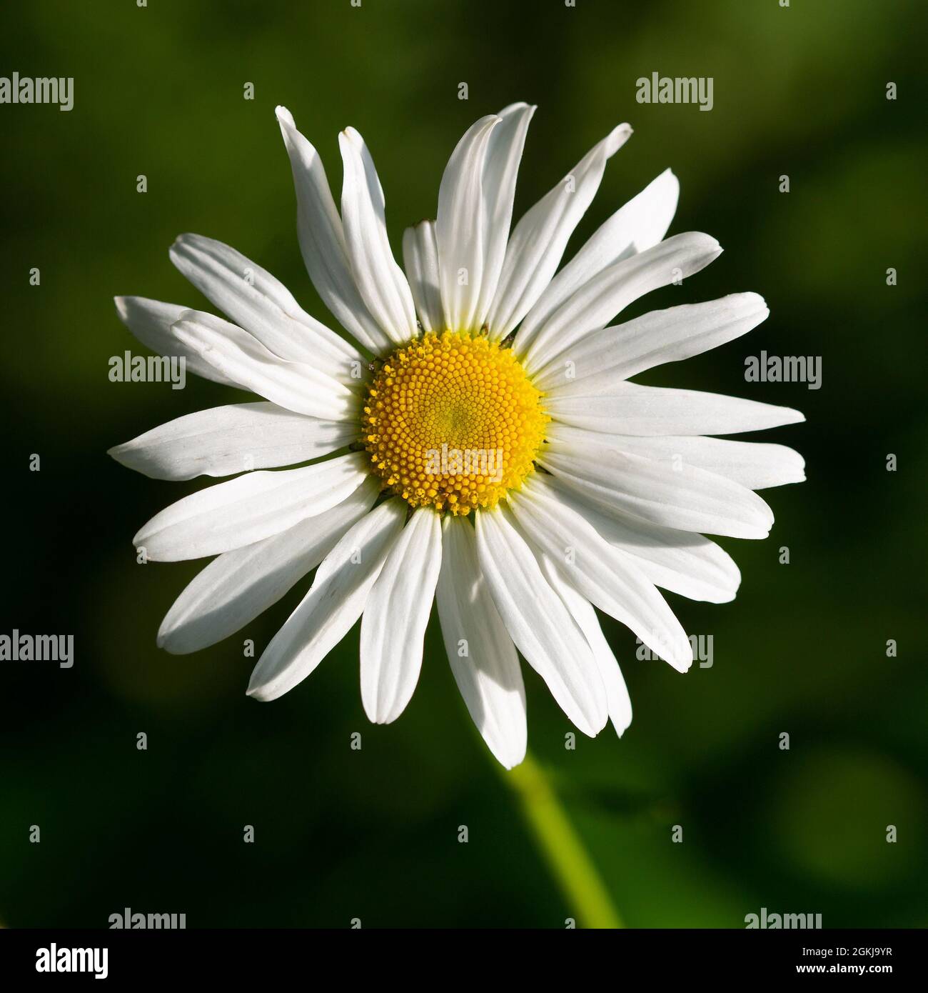 Close up view of the head of a large flowering dog daisy in bright sunshine Stock Photo