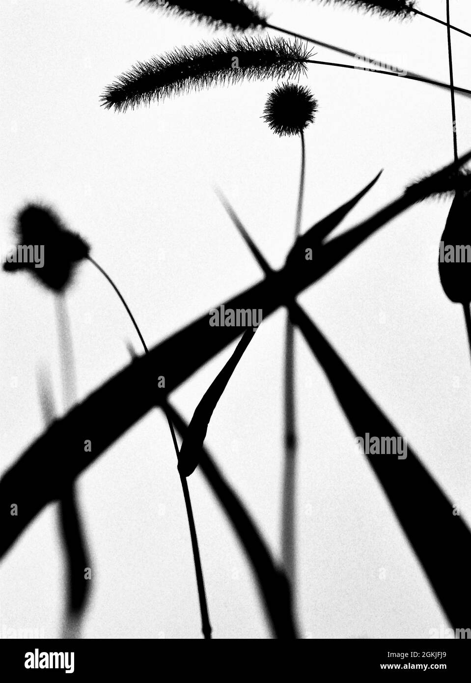 Plants being backlit Stock Photo Alamy