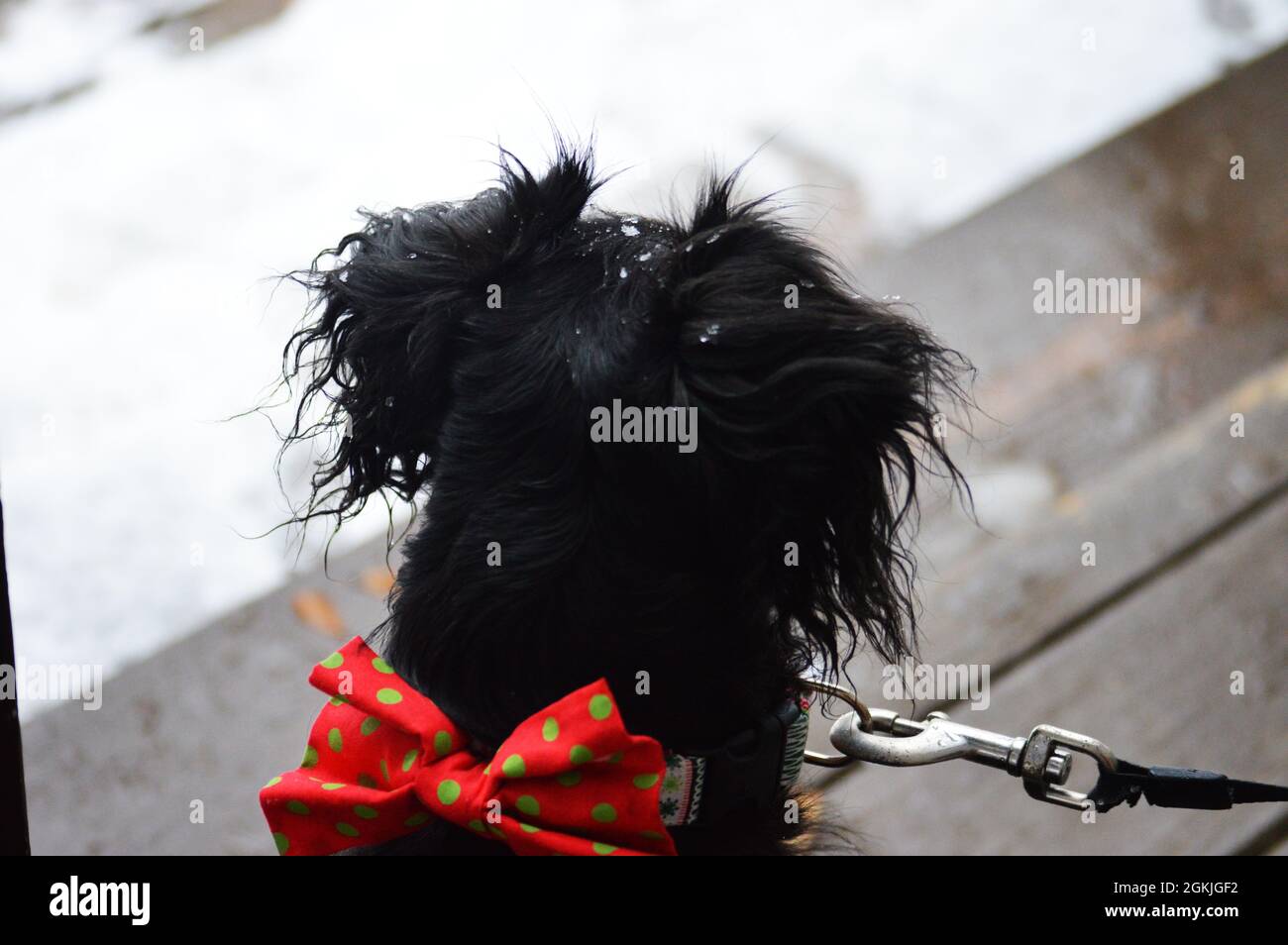 A puppy in the snow. Stock Photo