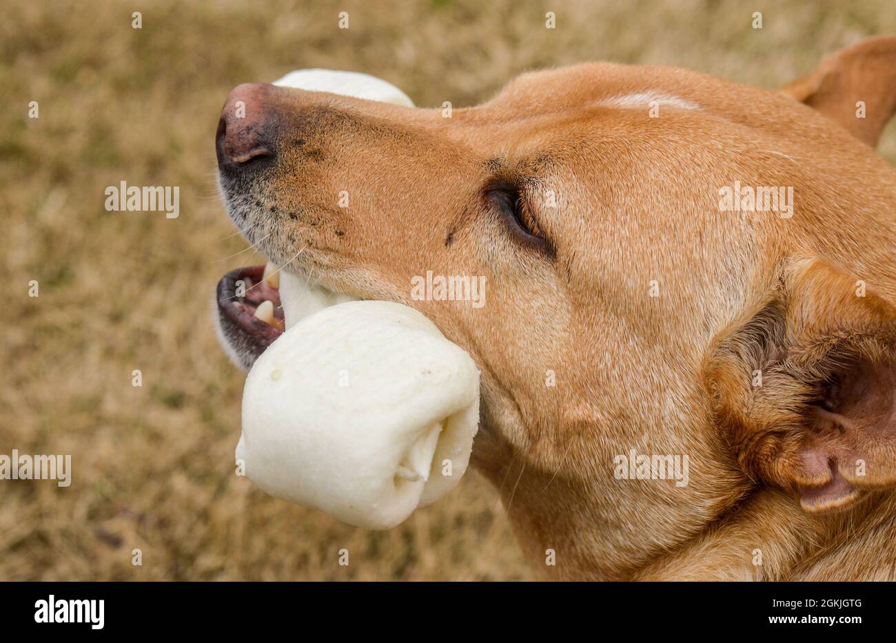 A dog chewing on a bone Stock Photo Alamy