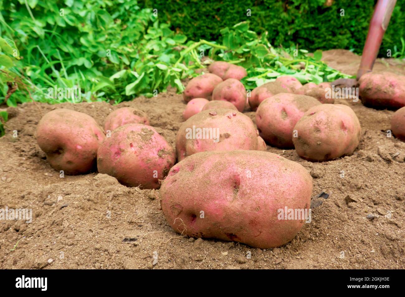 Freshly dug Red Pontiac potatoes (Solanum tuberosum) on the ground with gardening fork. Stock Photo