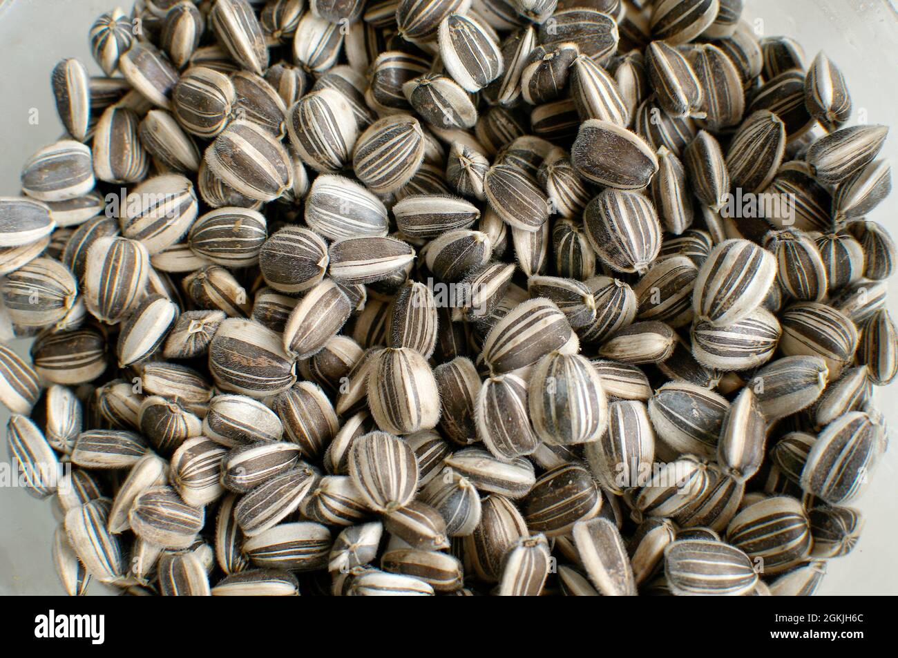 Raw Striped Sunflower Seeds (Helianthus annuus) in the Shell. Stock Photo