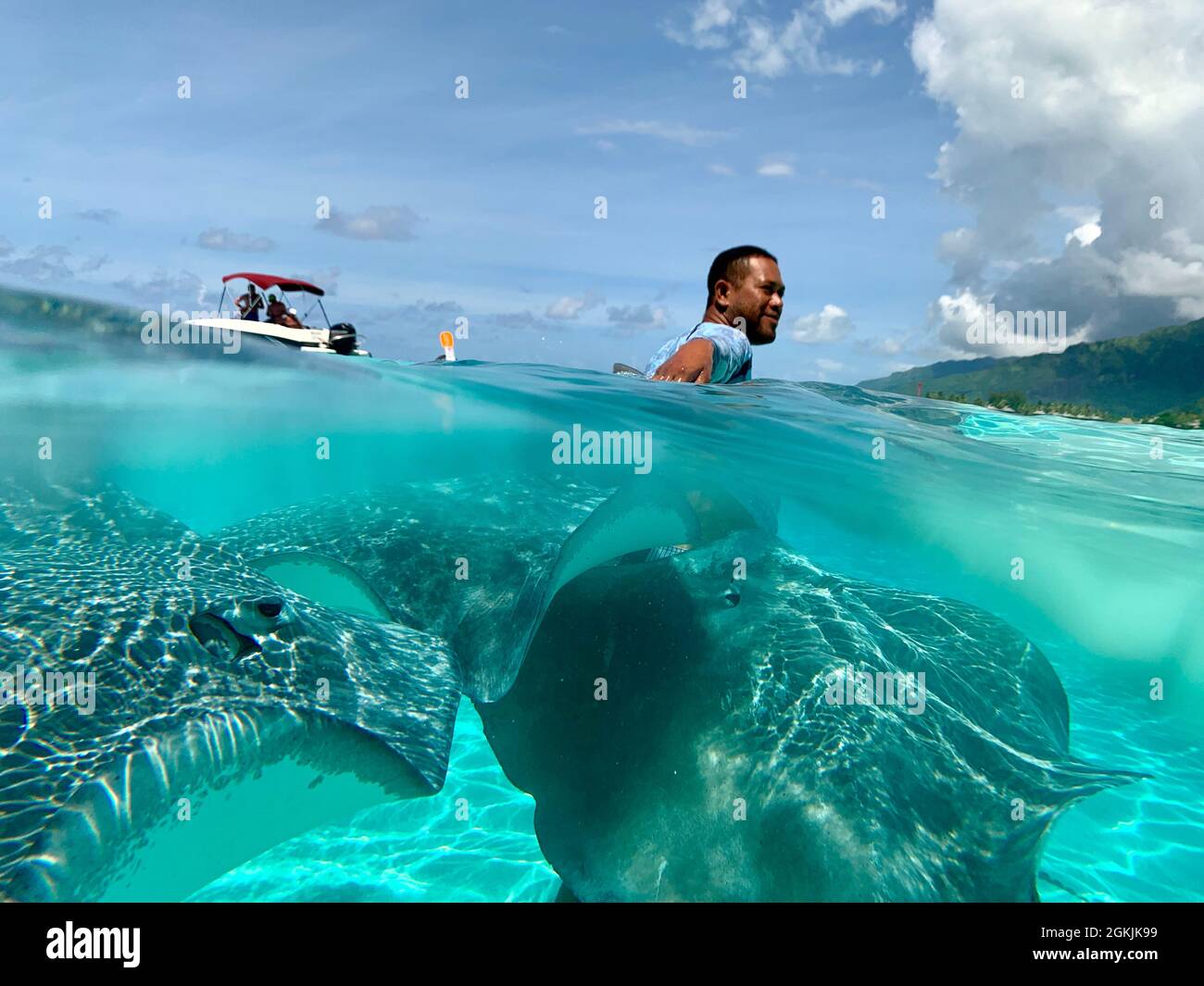Sting Ray, Moorea, Society Islands, French Polynesia; South Pacific Stock Photo