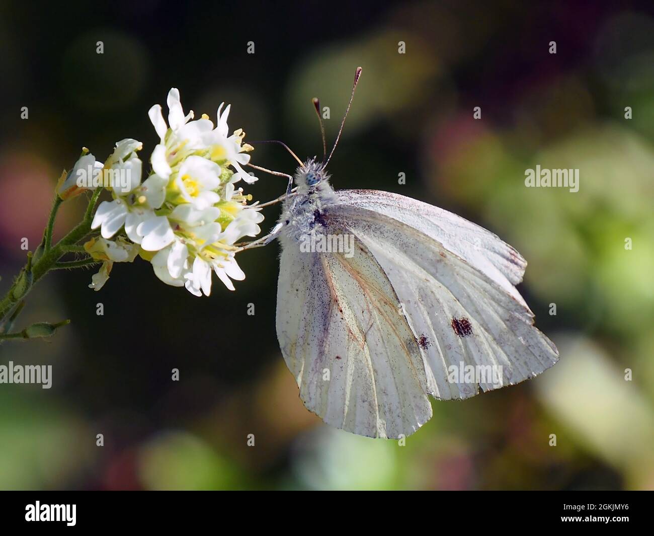 Alyssum plant hi-res stock photography and images - Alamy