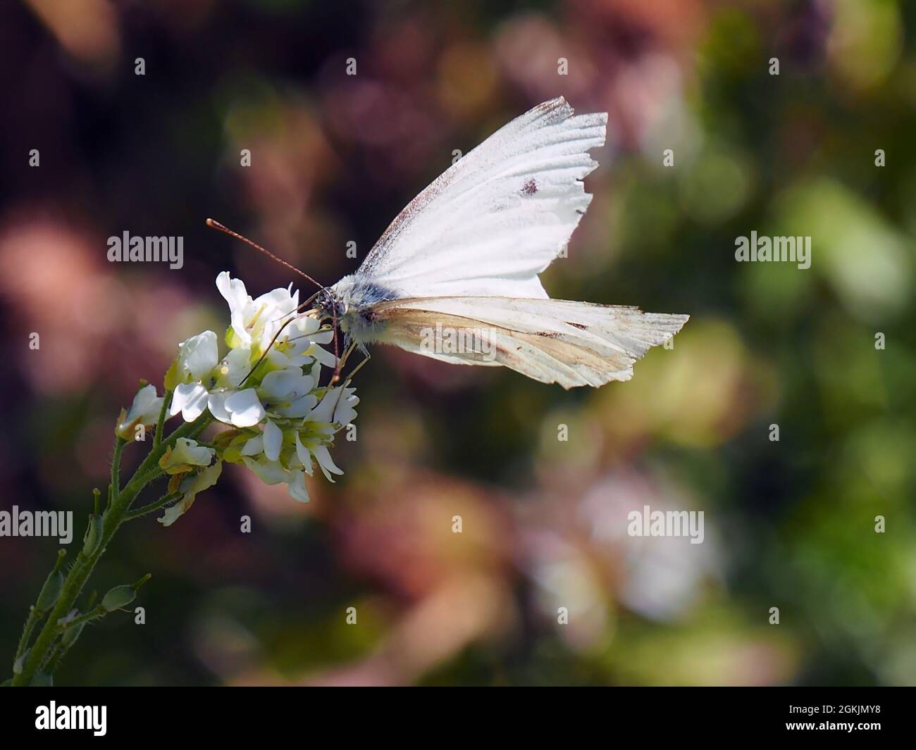 Close-up of a cabbage white butterfly collecting nectar from the white flower on a hoary alyssum plant with a blurred background. Stock Photo