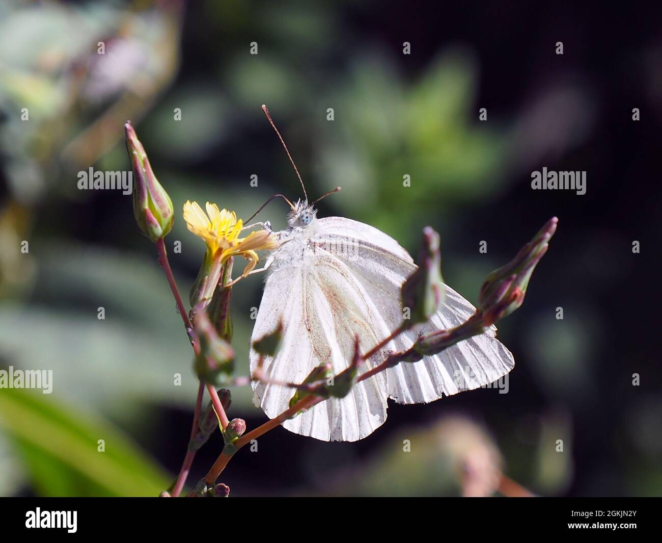 Close-up of a cabbage white butterfly collecting nectar from the yellow flower on a prickly lettuce plant with a blurred background. Stock Photo