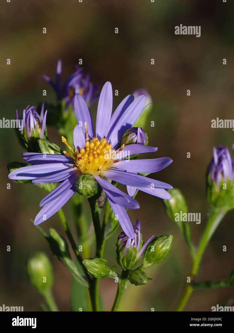 OLYMPUS DIGITAL CAMERA - Close-up of the purple flower on a smooth aster plant growing in a meadow with a blurred background. Stock Photo
