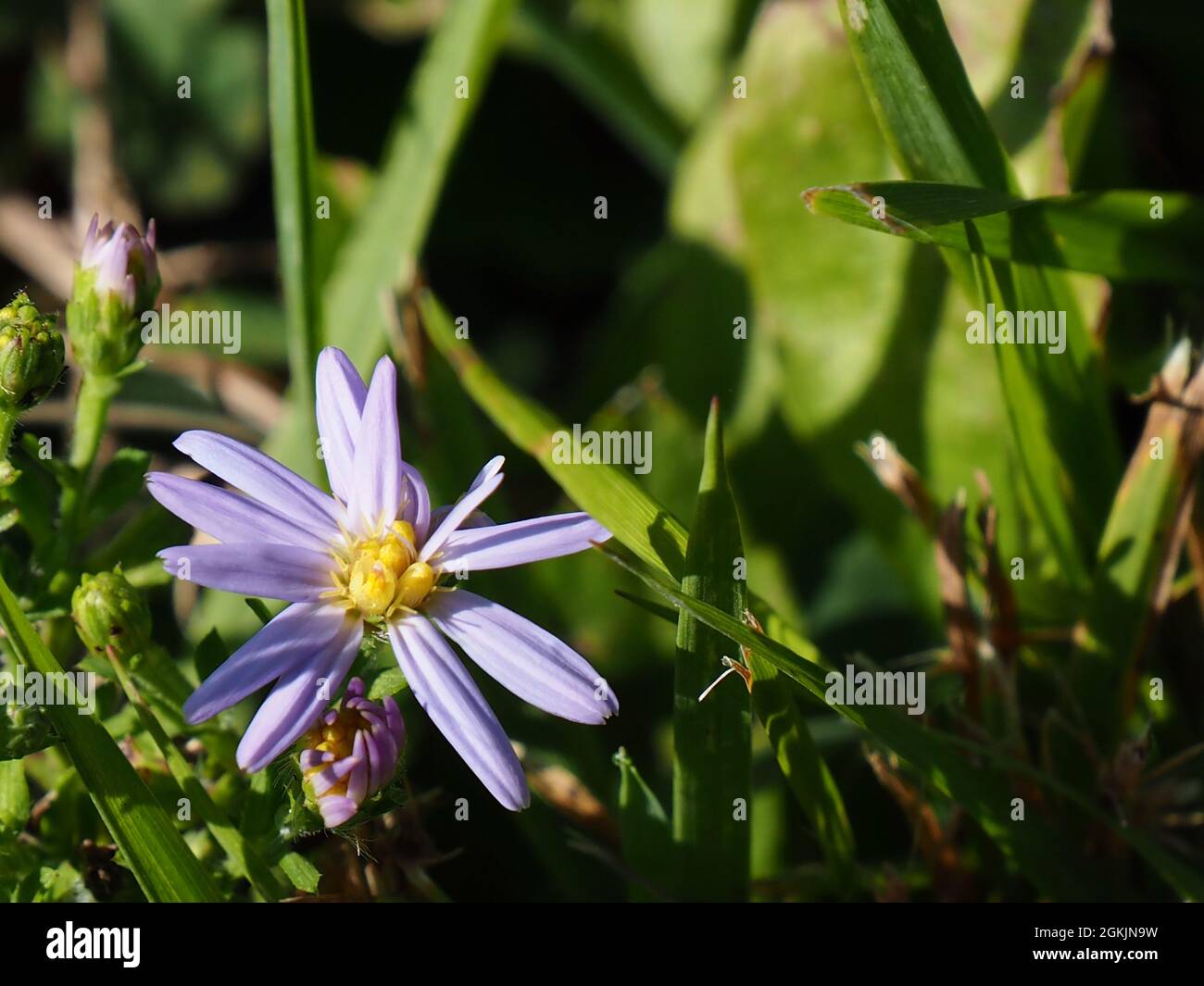 OLYMPUS DIGITAL CAMERA - Close-up of the purple flower on a smooth aster plant growing in a meadow with a blurred background. Stock Photo