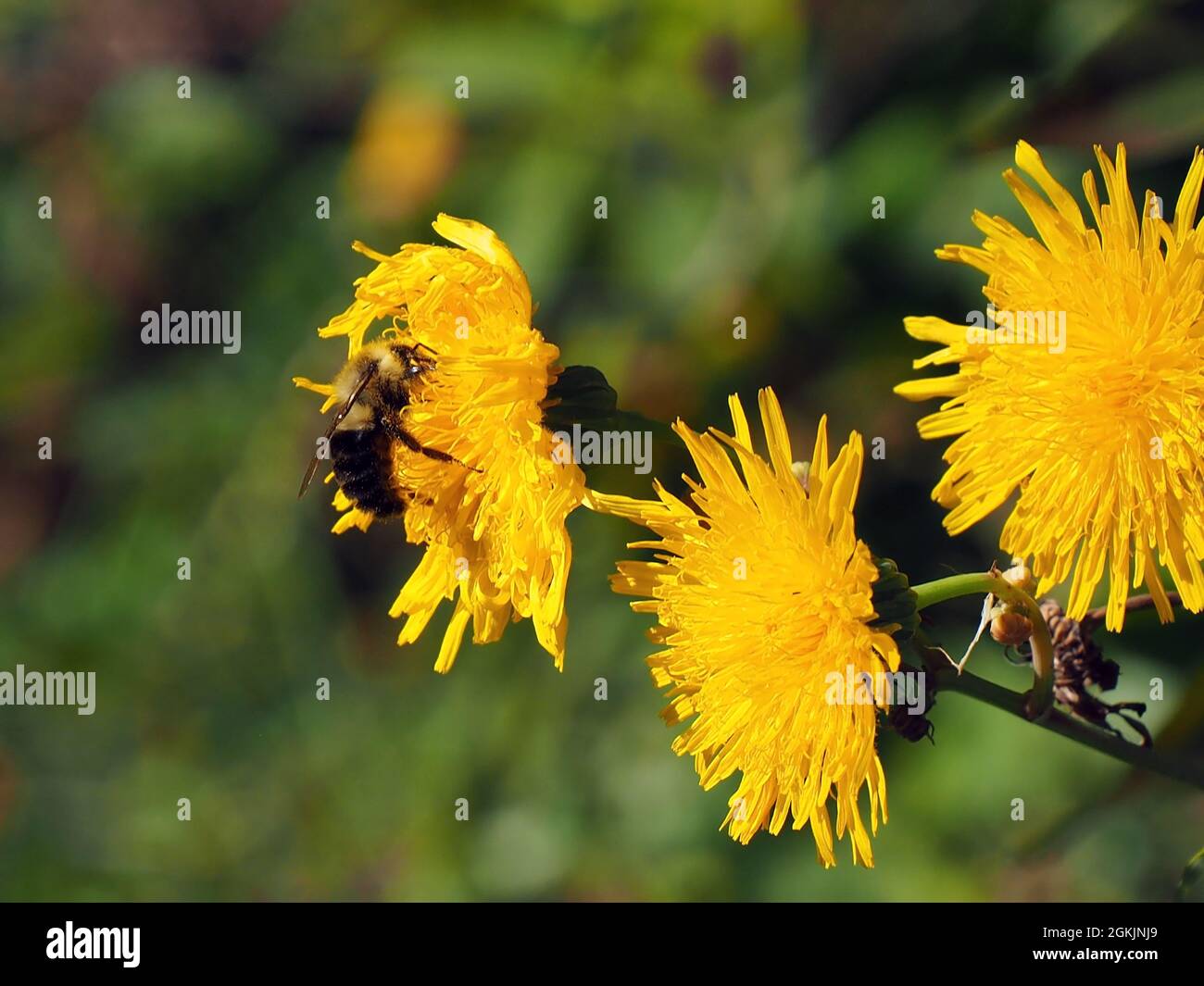 OLYMPUS DIGITAL CAMERA - Close-up of a bumblebee collecting nectar from the yellow flower on a sow-thistle plant growing in a meadow. Stock Photo