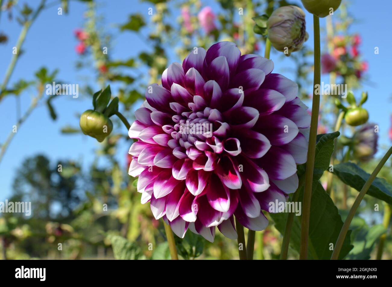 Purple And White 'Edinburgh' Dahlia Flower. Stock Photo