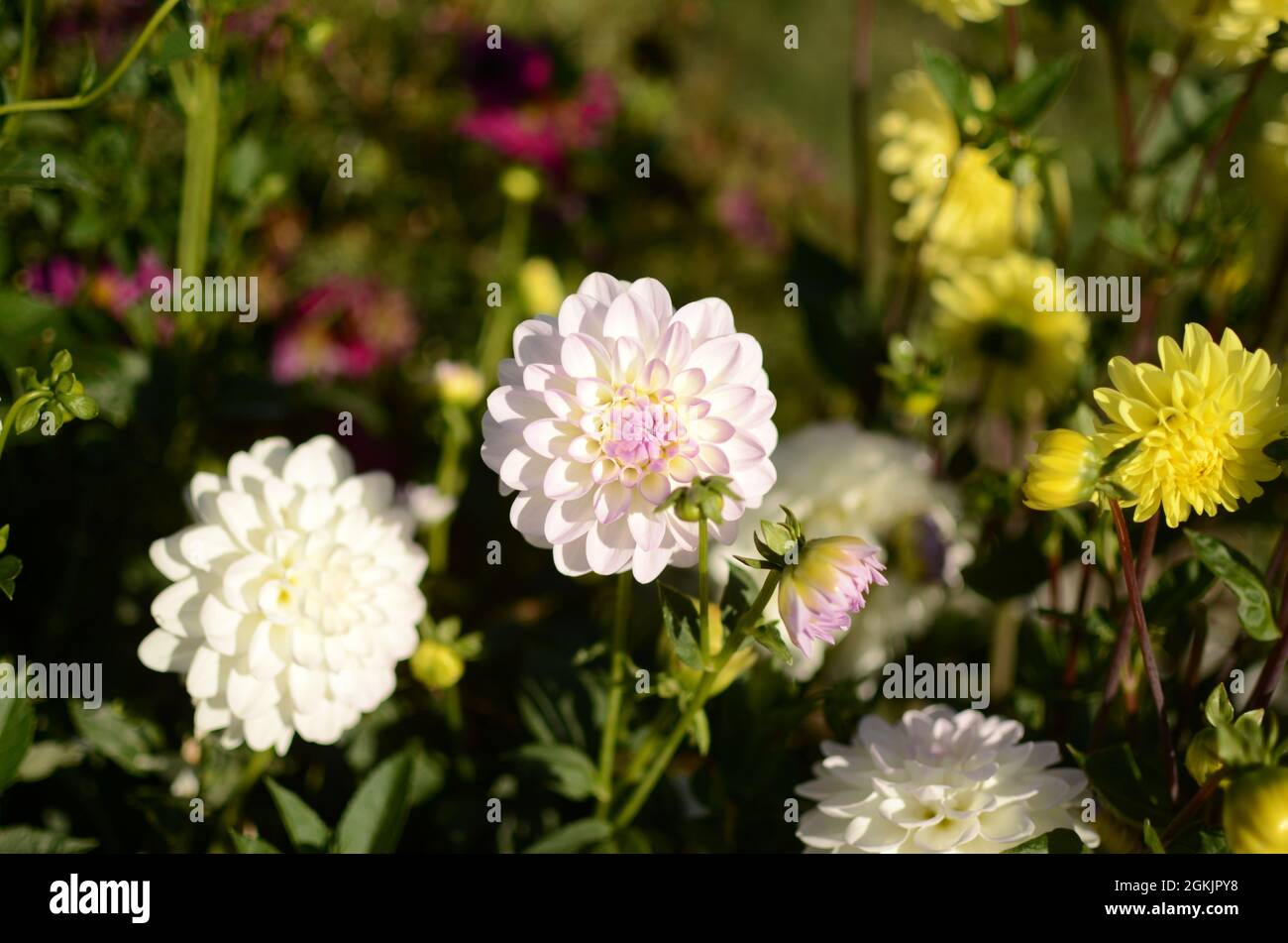 Pink And White 'Eveline' Dahlia Flower. Stock Photo