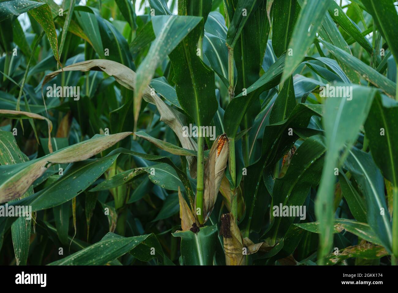 Fully grown corn ready to be harvested Stock Photo Alamy