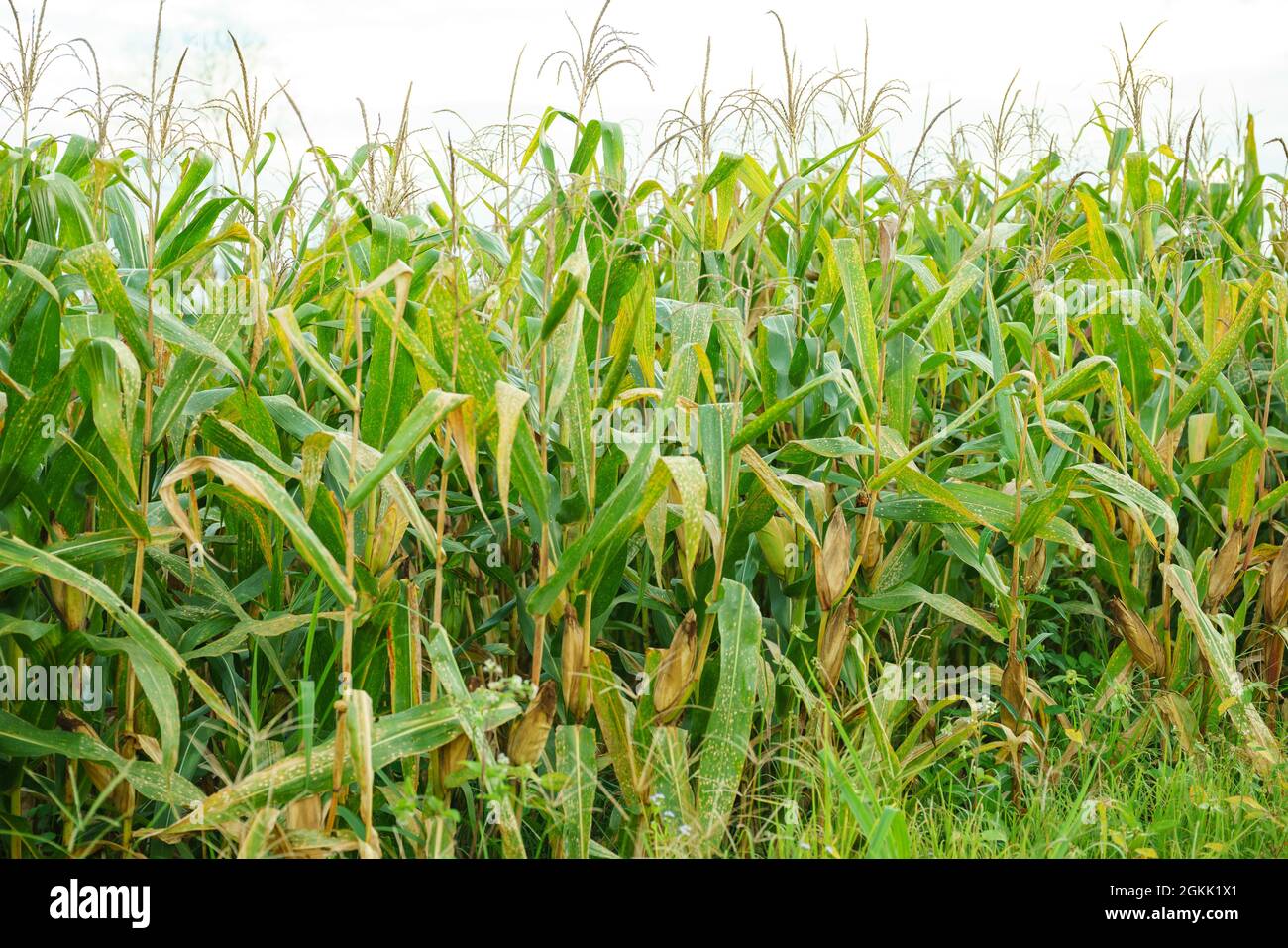 Fully grown corn ready to be harvested Stock Photo Alamy