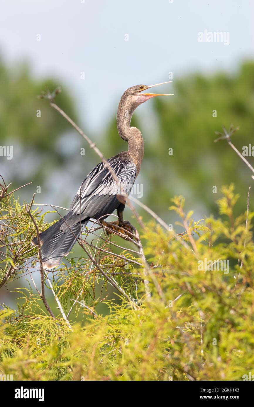Juvenile anhinga hi-res stock photography and images - Alamy