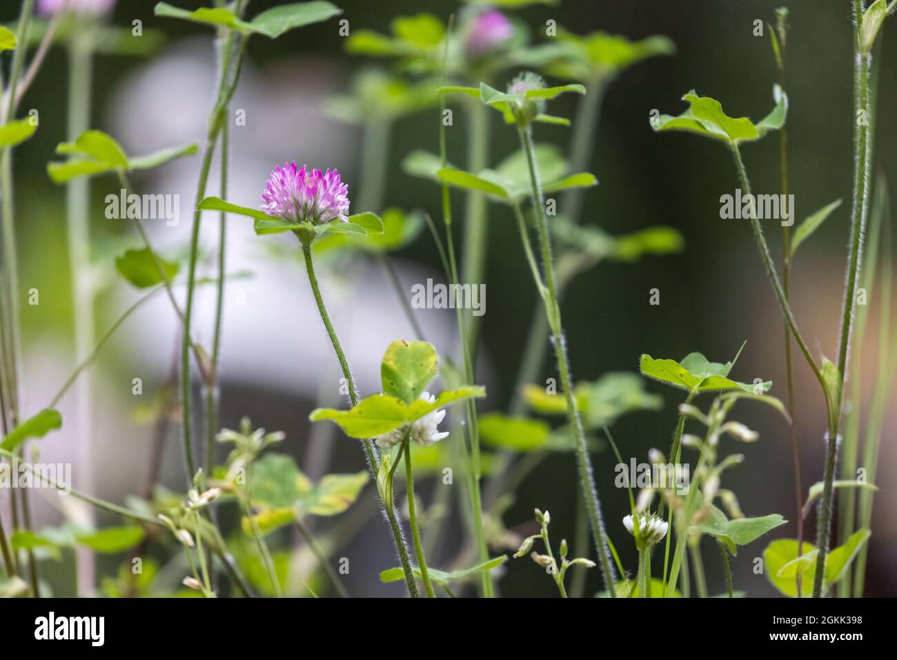 Annual spring wildflowers hi-res stock photography and images - Alamy