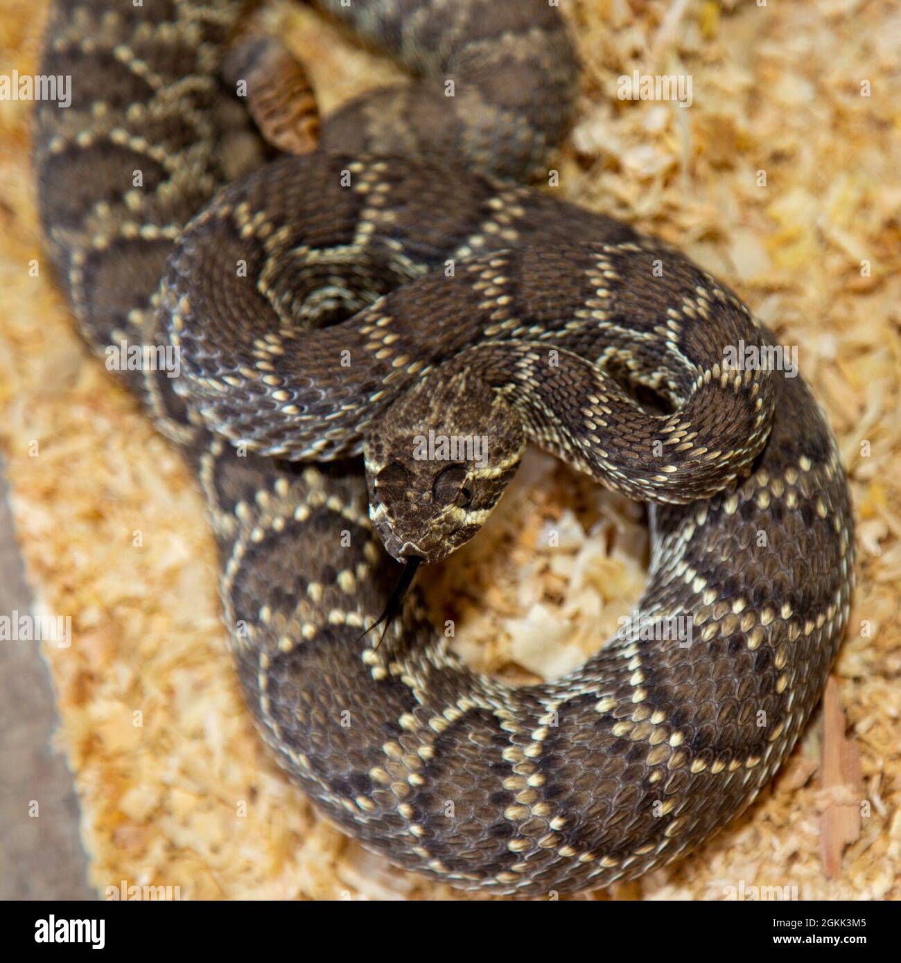 Rattlesnake 11s sales