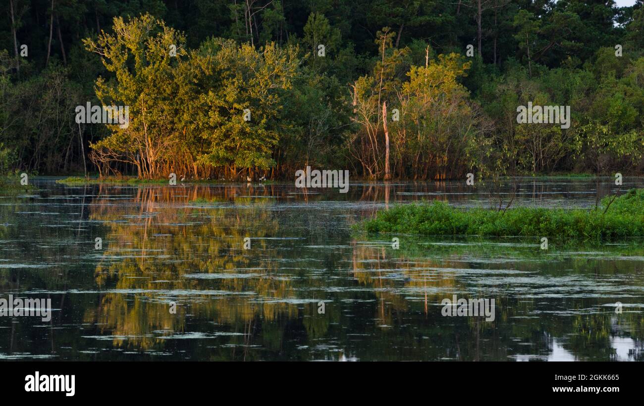 Trees and grasses reflected on a lake early in the morning Stock Photo ...