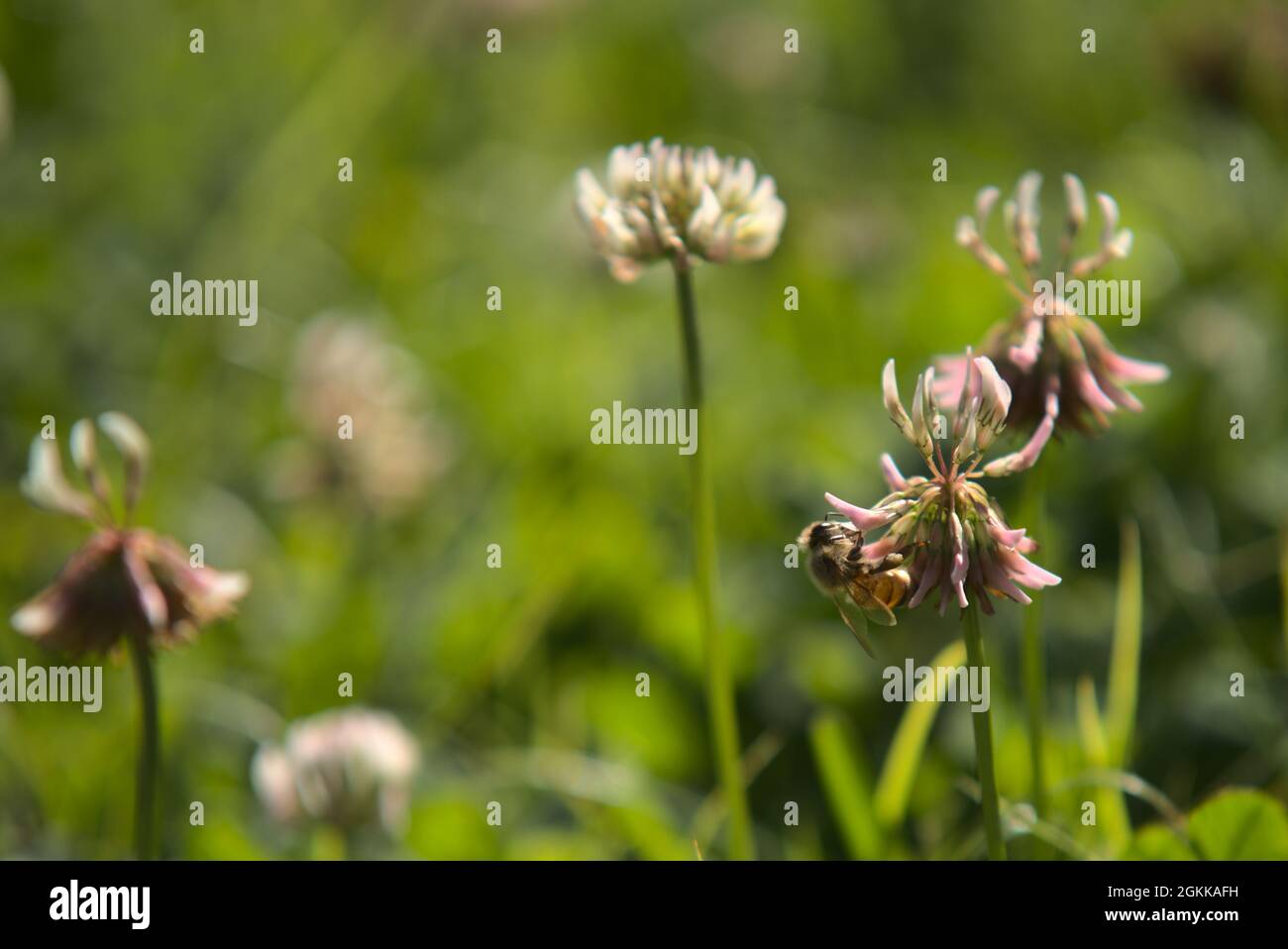 Honey bees on clover flowers Stock Photo Alamy