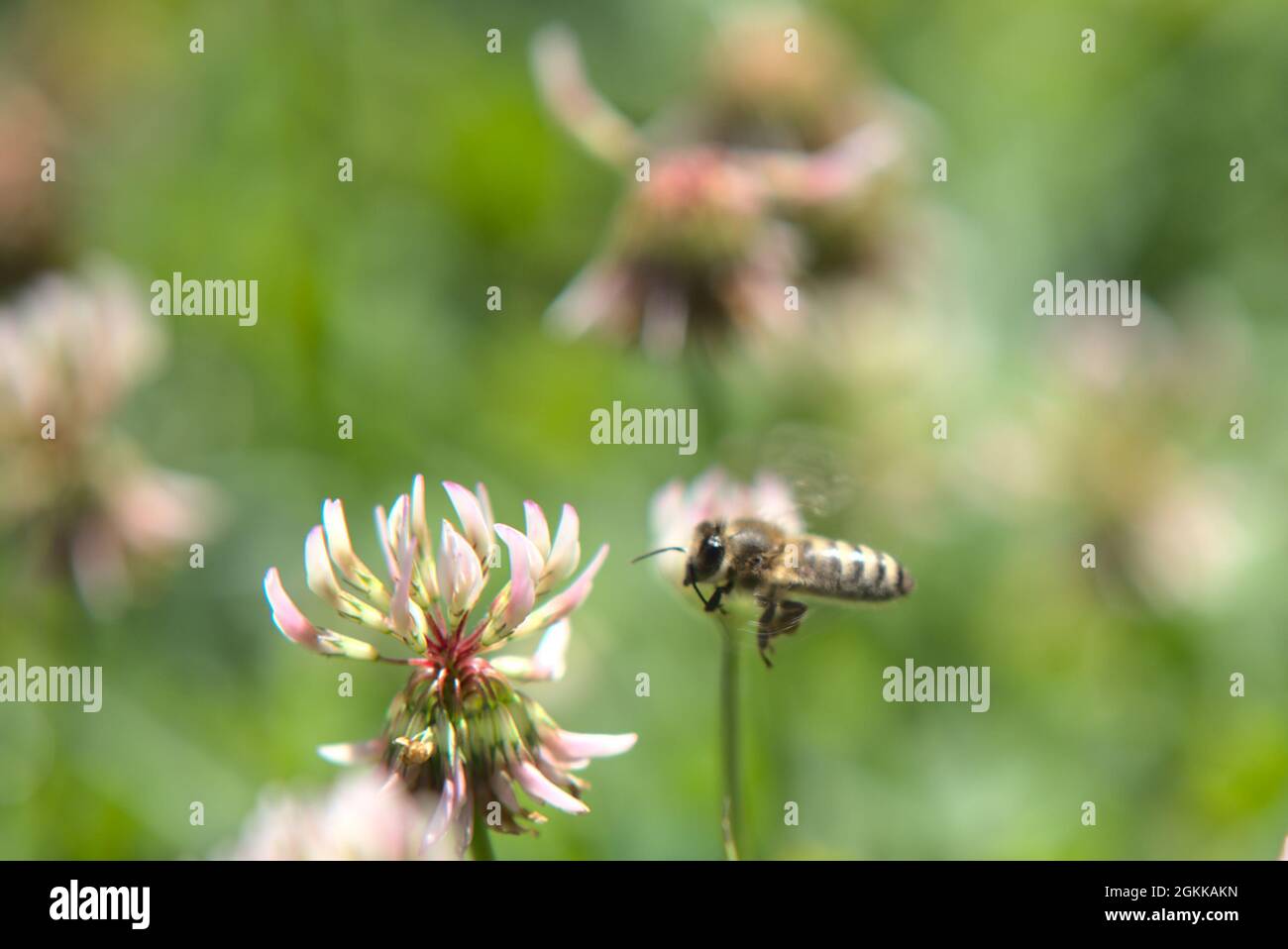 Honey bees on clover flowers Stock Photo Alamy