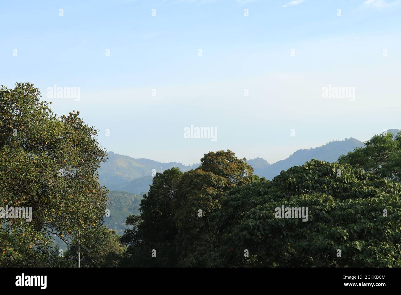 Jungle scene sri lanka hi-res stock photography and images - Alamy