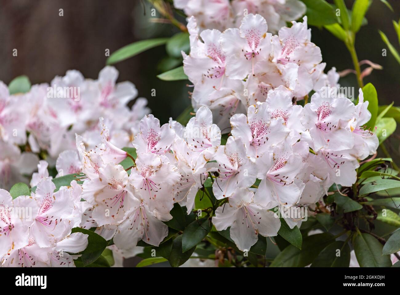 Light pink and white rhododendron flowers in full bloom on dark ...