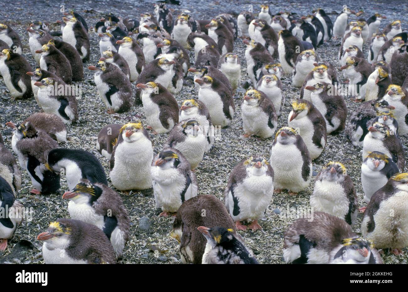 Marine Penguins Young Royal Penguins Dropping Their Feathers Macquarie marine-penguins-young-royal-penguins-dropping-their-feathers-macquarie
