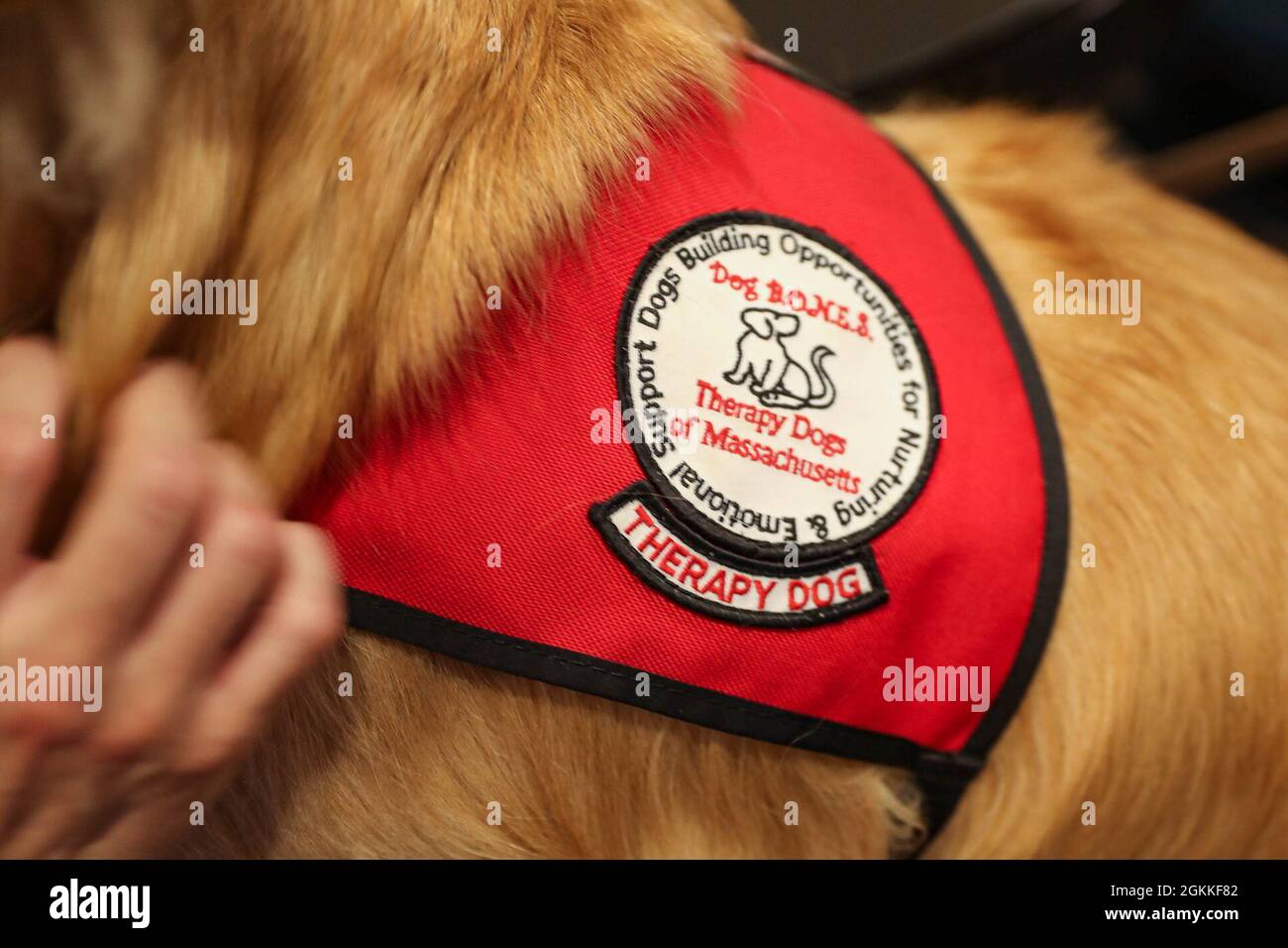 Finn, a therapy dog with the non-profit organization Dogs Building Opportunities for Nurturing and Emotional Support (Dog B.O.N.E.S), shows off his work harness as he plays with a U.S. Navy Sailor deployed to the Community Vaccination Center at the Hynes Convention Center in Boston in support of Department of Defense federal vaccine response operations, May 18, 2021. U.S. service members from across the country are deployed in support of the Department of Defense federal vaccine response operations. U.S. Northern Command, through U.S. Army North, remains committed to providing continued, flexi Stock Photo