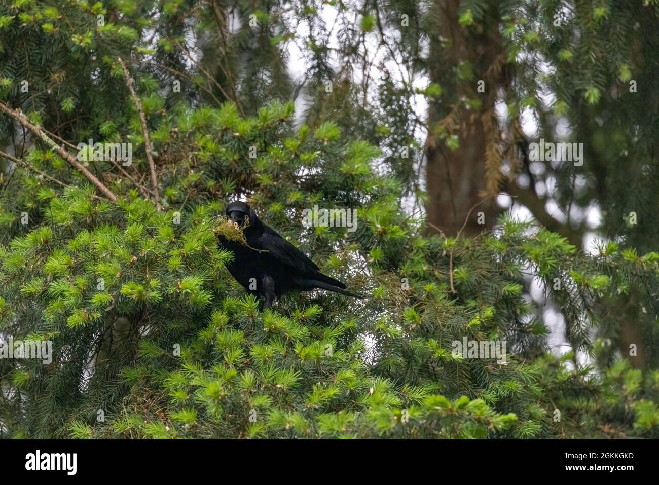 Carrion crow in spring hi-res stock photography and images - Alamy