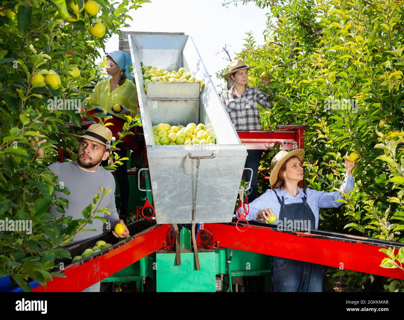 Farmers working on harvesting platform Stock Photo