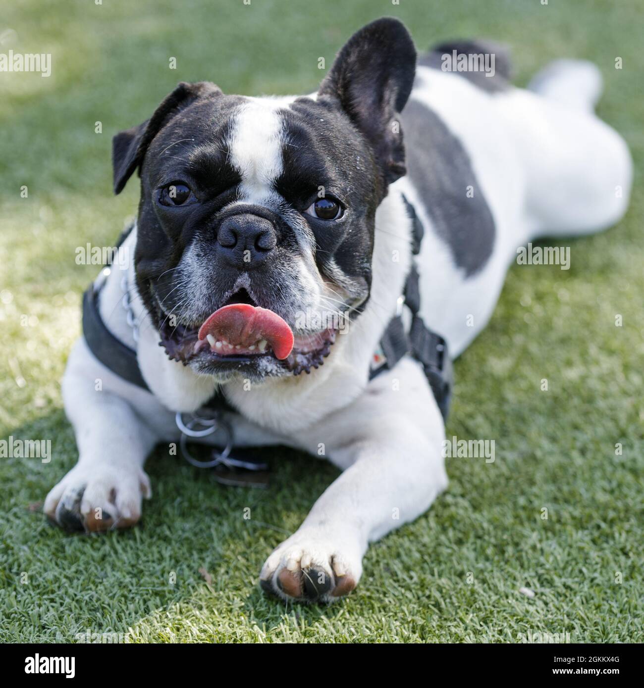 1-Year-Old Black and White Piebald Male Frenchie with One Floppy Ear Lying Down and Panting. Off-leash dog park in Northern California. Stock Photo