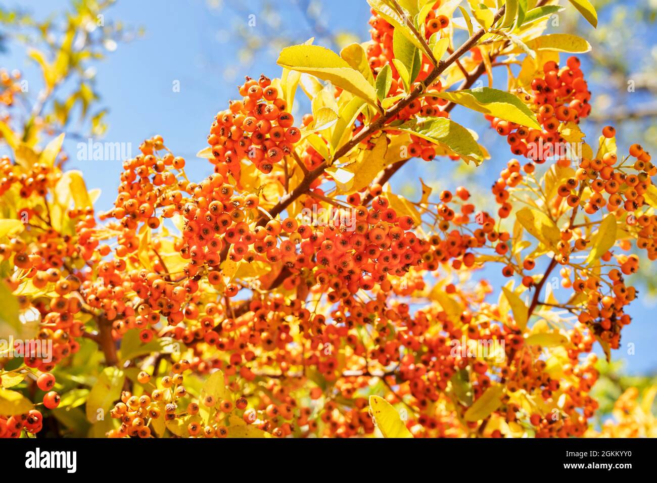 Small orange berries of pyracantha coccinea , the scarlet firethorn Stock Photo