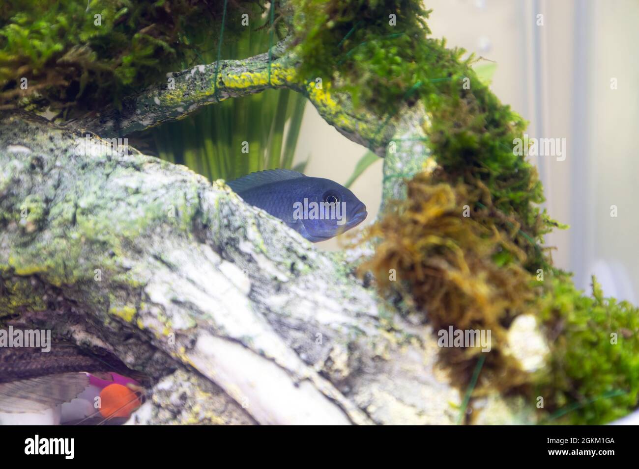 A juvenile blue Malawi Cichlids in a freshwarwe home aquarium Stock Photo