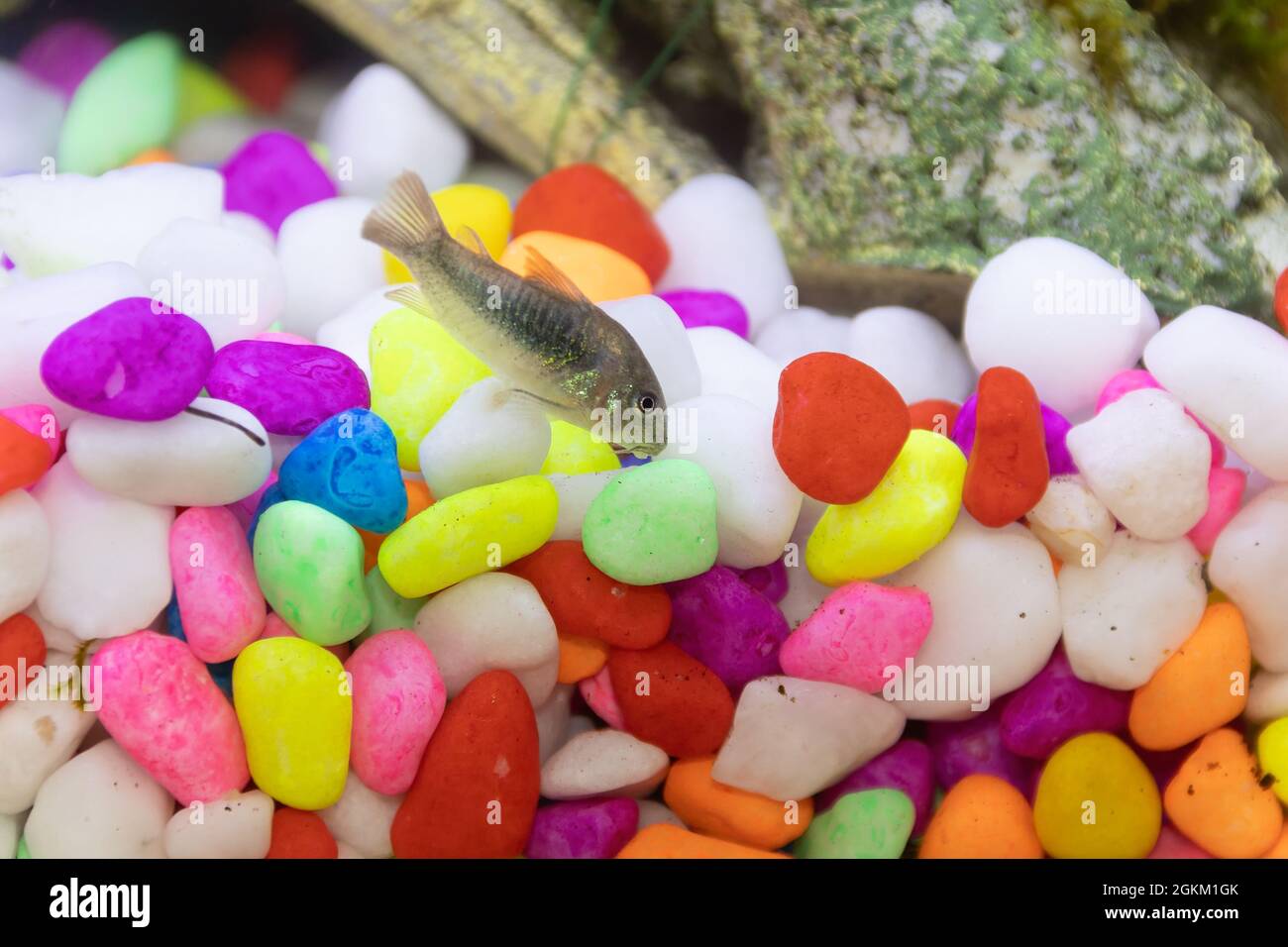 A small Cordydora fish in a home aquarium Stock Photo