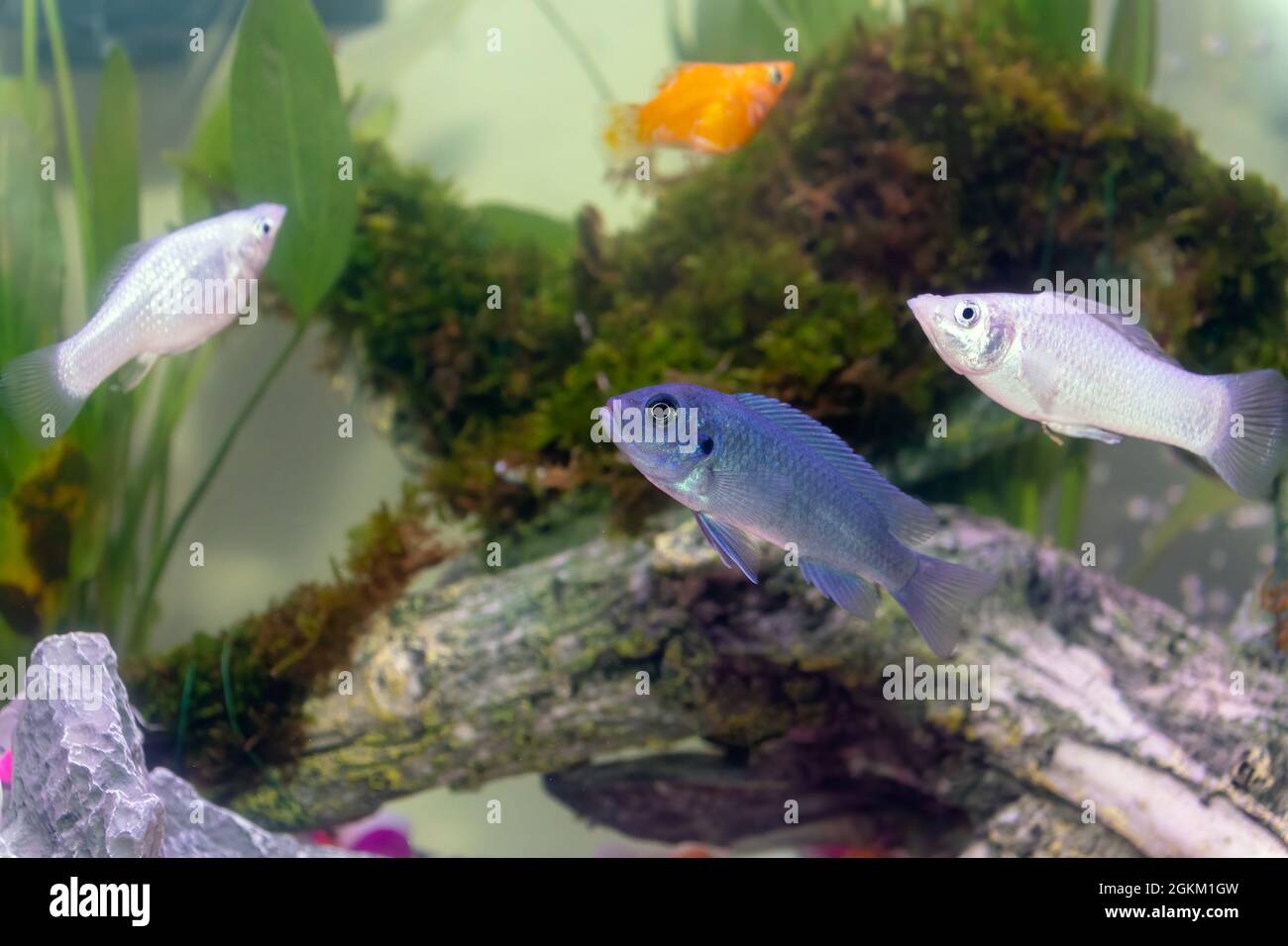 Small African Malawi Cichlid fish in a home aquarium Stock Photo
