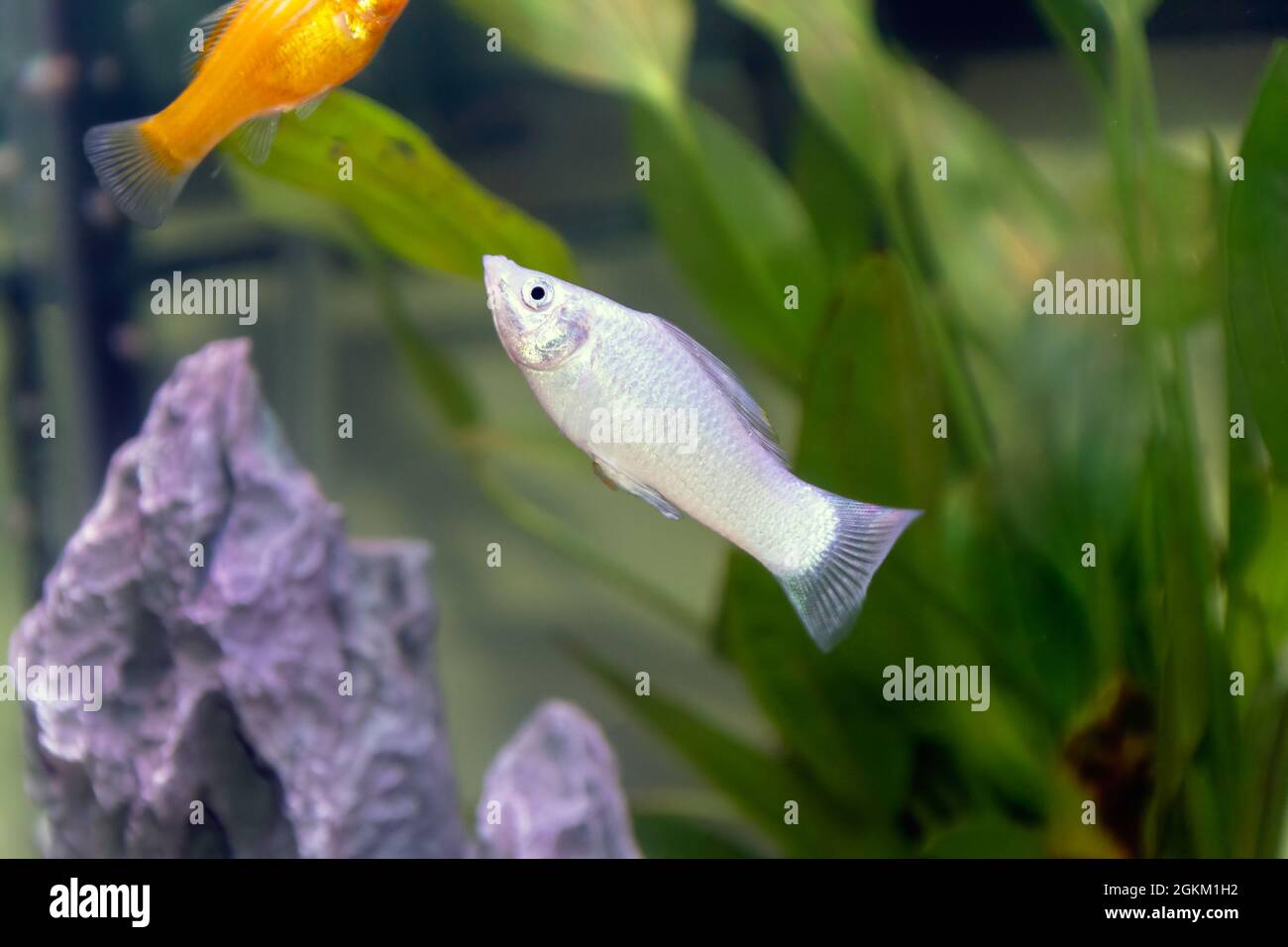 A small silver or white common Molly fish in a home aquarium Stock Photo